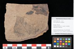 Foto (Objekt + Etikett) von Alnus kefersteinii Goeppert (NHMW-GEO-2024-0188-0738)